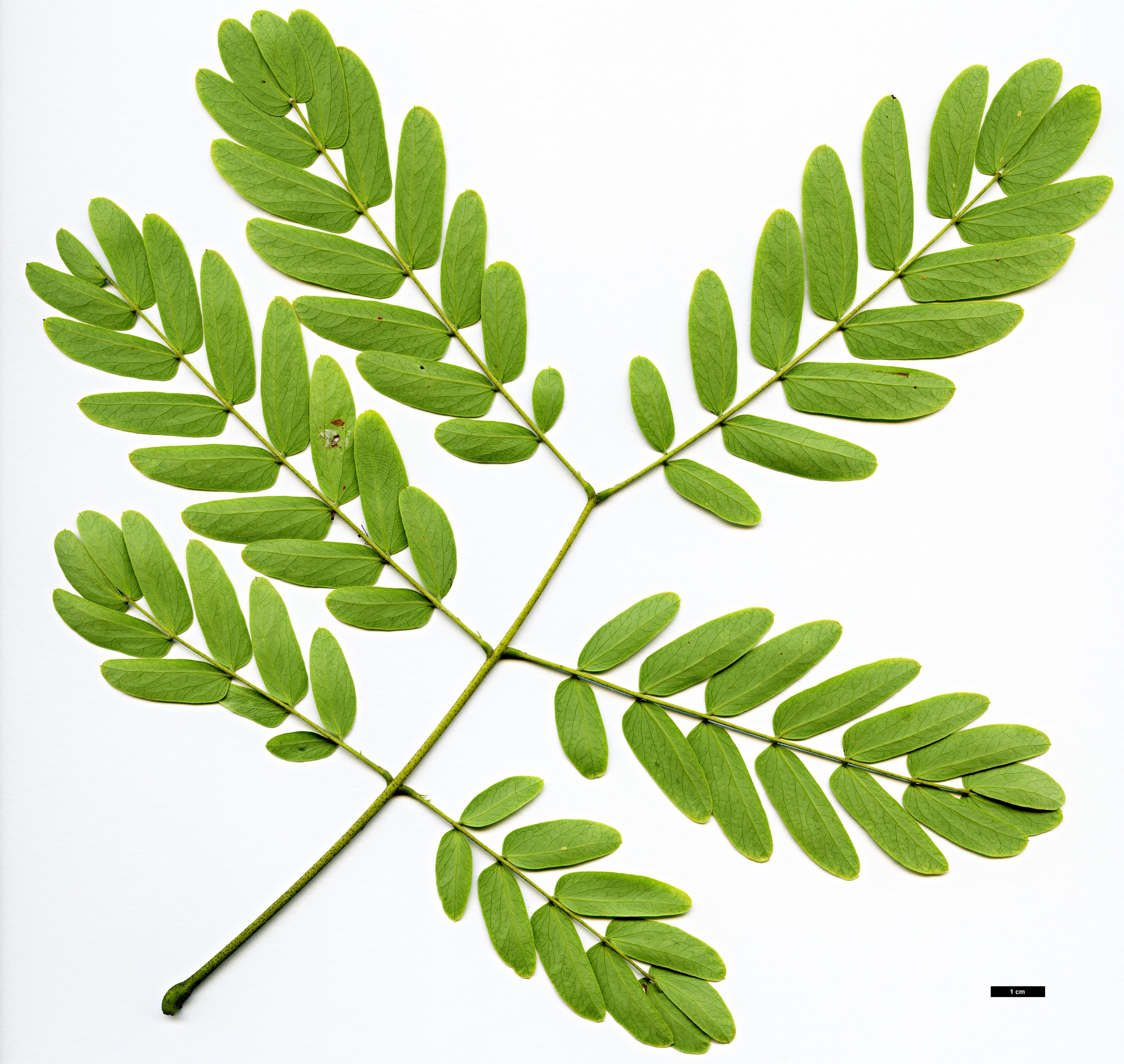 High resolution image: Family: Fabaceae - Genus: Albizia - Taxon: kalkora